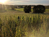 Hemp cultivation in Bavaria - We continue a long tradition - HANS Brainfood