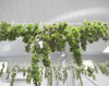 cannabis drying, weed, drying, buds, hanging
