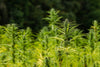 Agriculture 4.0 with industrial hemp - HANS Brainfood