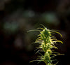 Plant, Pot, Hemp, Cannabis plant