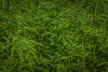 When sowing outdoors, the choice of location is important in addition to observing the legal requirements! (link)