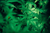 Your plants need the most fertilizer during the vegetation phase (link)