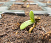 hemp, seeds, cannabis, cultivation, germination, healthy hemp plant