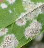 Mold, white spots, pest, cannabis, hemp, mildew, trips