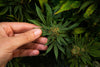 Vegan hemp protein: your regional superfood boost! - HANS Brainfood