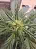Pre-flowering, cannabis, hemp, flowering phase, podiums