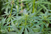 Why our hemp stores CO2 - HANS Brainfood