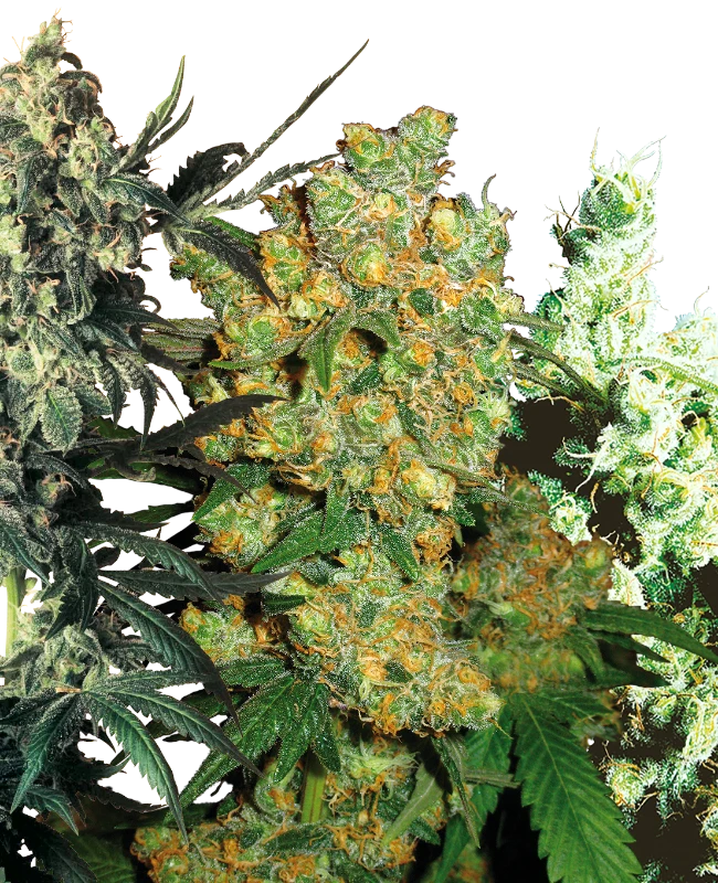 Close-up photograph showing various cannabis strains with green and orange hues and frosty trichomes
