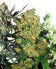 Close-up photograph showing various cannabis strains with green and orange hues and frosty trichomes
