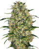 Hanfsamen Sensi Black Domina Fem (würzig, entspannend, sedierend)
