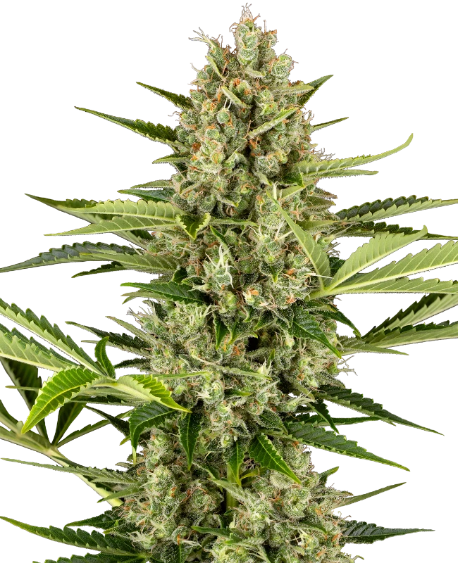 Hanfsamen Sensi Jack Herer Auto (würzig, kreativ, entspannt)