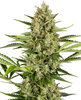 Hanfsamen Sensi Jack Herer Auto (würzig, kreativ, entspannt)