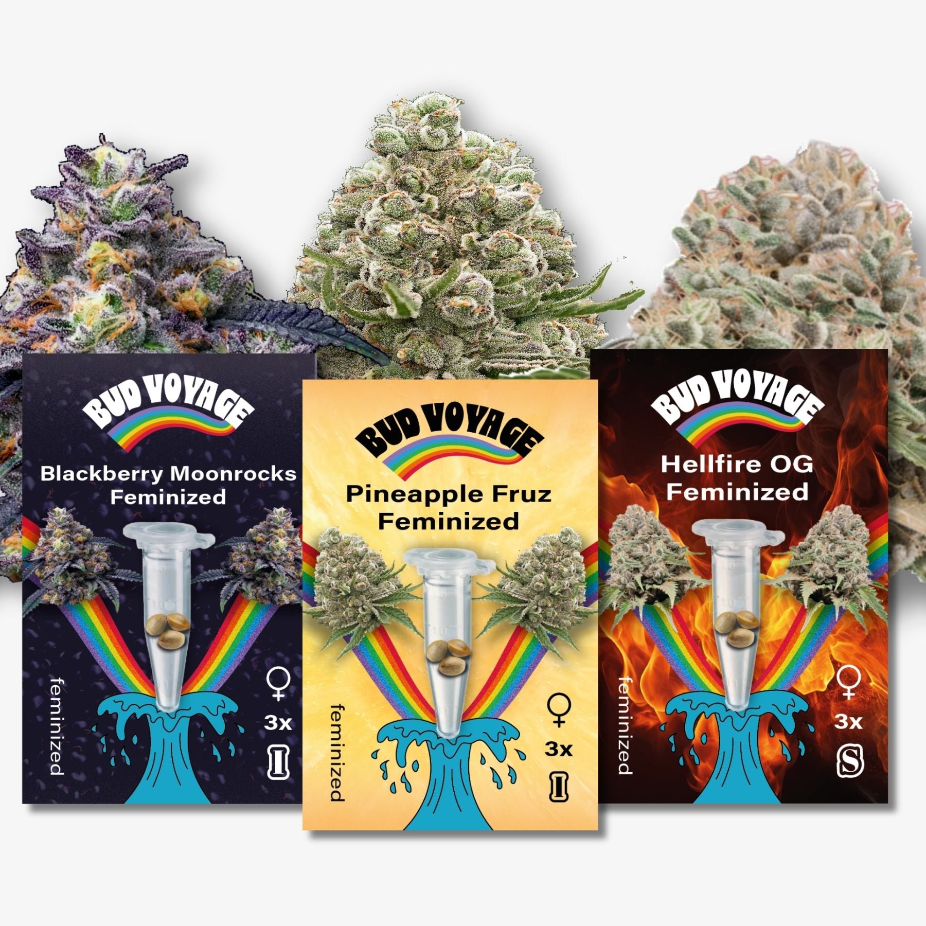 Bud Voyage digital art featuring Blackberry Moonrocks, Pineapple Fruz, and Hellfire OG feminized cannabis strains with vibrant rainbow accents and test tube imagery
