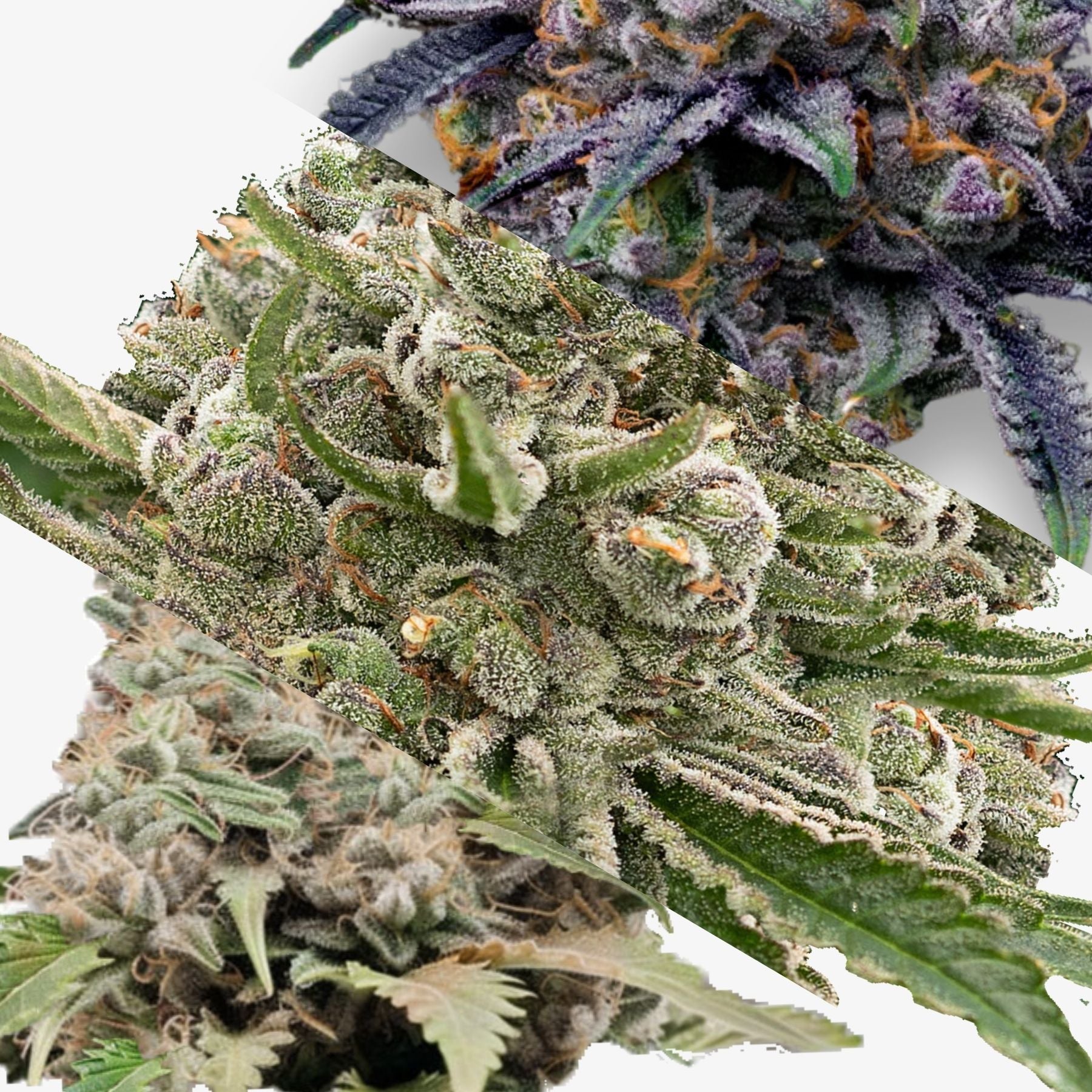 Close-up of cannabis flowers with green, purple and gray hues rich in trichomes and resin, showing different strains and textures
