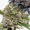 Close-up of cannabis flowers with green, purple and gray hues rich in trichomes and resin, showing different strains and textures
