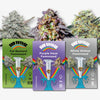 Digital illustration featuring three feminized cannabis strains-Fat Bastard, Purple Haze, and White Widow-displayed against vibrant rainbow backgrounds with test tubes and seeds, showcasing their unique colors and textures
