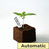 Photograph of a young Super Skunk Automatic cannabis plant in a dark, cubic grow cube with a white label and bright green leaves on a white background
