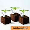 Photography by Bud Voyage: three young, green cannabis plants in square pots with brown soil, labeled Purple Punch, Green Gelato and Super Skunk Automatic
