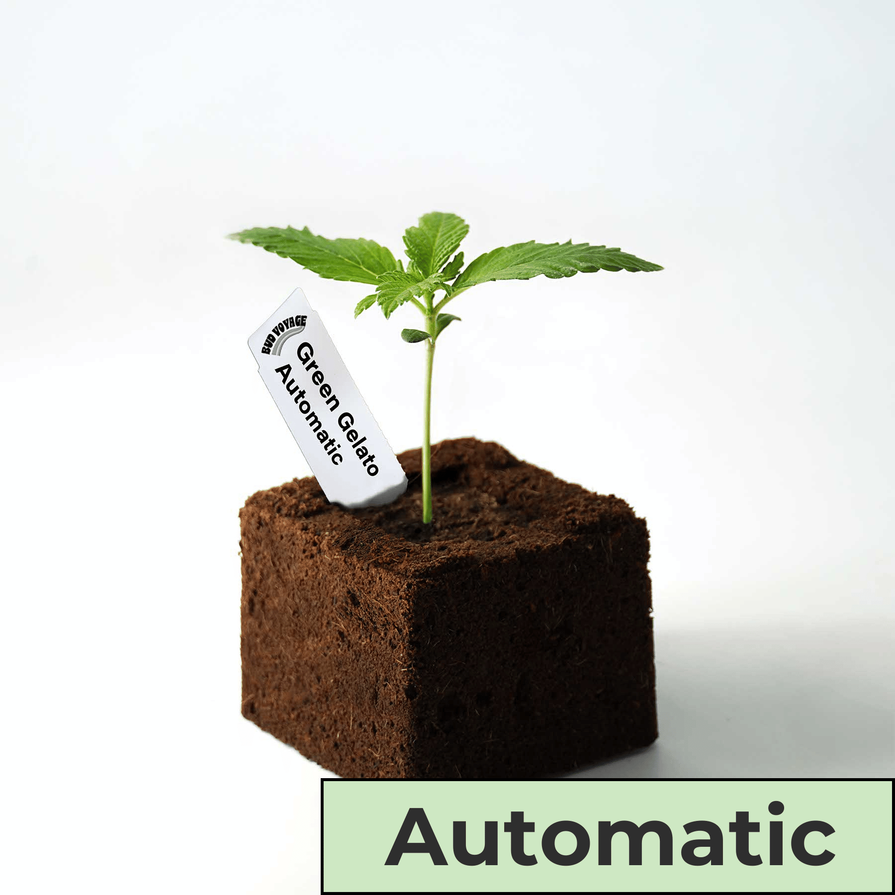 Photography by Bud Voyage: A young Green Gelato Automatic cannabis plant in a dark, square grow cube with a small, white label and bright green leaves
