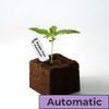 Photography Bud Voyage Purple Haze Feminized cannabis seedling in a dark brown soil cube against a white background showing vibrant green leaves and a small white label
