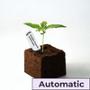 Photography: A young Purple Punch Automatic cannabis plant in a dark, square grow cube with a white label bearing the name of the strain and bright green leaves
