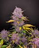 Photography of cannabis plant with purple and golden leaves against a black background the inflorescences show a unique coloring and texture
