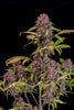 Photograph of a cannabis plant with dark purple inflorescences and purple-red leaves against a black background the plant shows unique color gradients and intense color nuances
