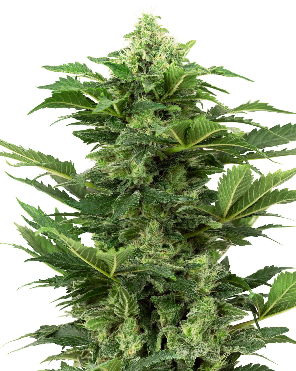 Cannabis sativa plant showing a dense array of light and dark green buds and leaves against a white background
