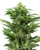Cannabis sativa plant showing a dense array of light and dark green buds and leaves against a white background
