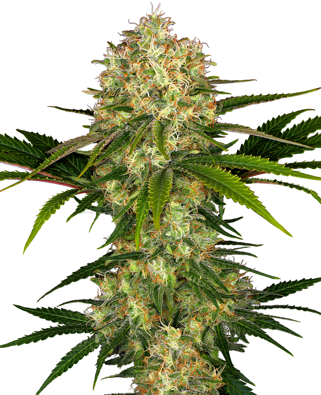 Image by unknown artist shows a detailed close-up of a cannabis plant with orange and green inflorescences, densely overgrown leaves and a striking crystalline coating
