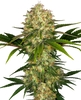 Image by unknown artist shows a detailed close-up of a cannabis plant with orange and green inflorescences, densely overgrown leaves and a striking crystalline coating
