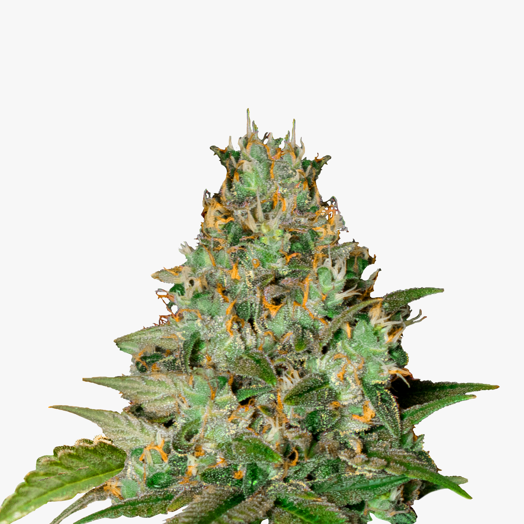 Photograph of a marijuana plant with dense, green inflorescences, orange hairs and glistening trichomes shows a close-up of the buds
