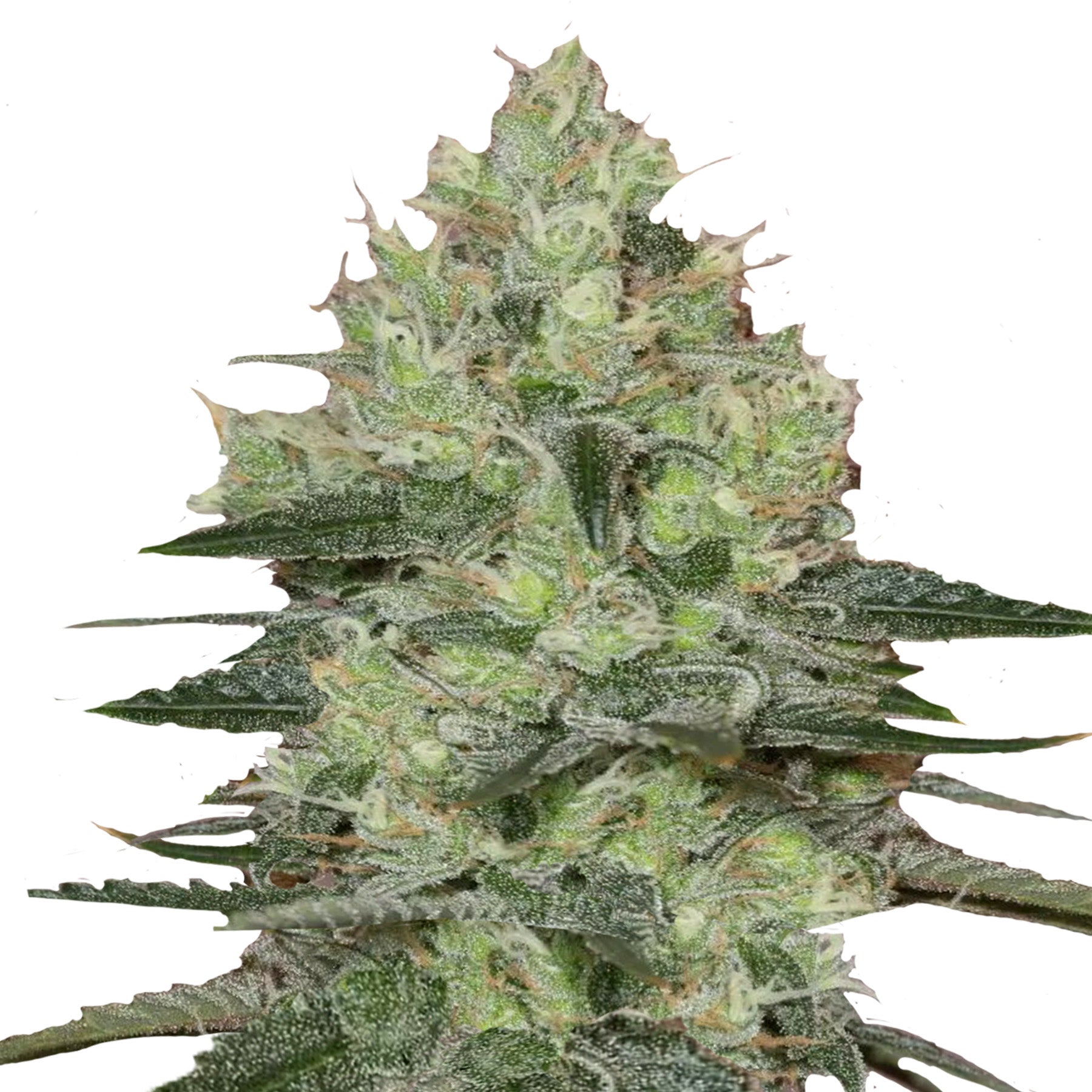 Close-up photo of cannabis sativa, showing its frosty trichomes, vibrant green hues, and orange pistils
