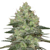 Close-up photo of cannabis sativa, showing its frosty trichomes, vibrant green hues, and orange pistils
