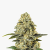 Photograph of a cannabis plant with green-yellow inflorescences and visible trichomes reminiscent of a Christmas tree