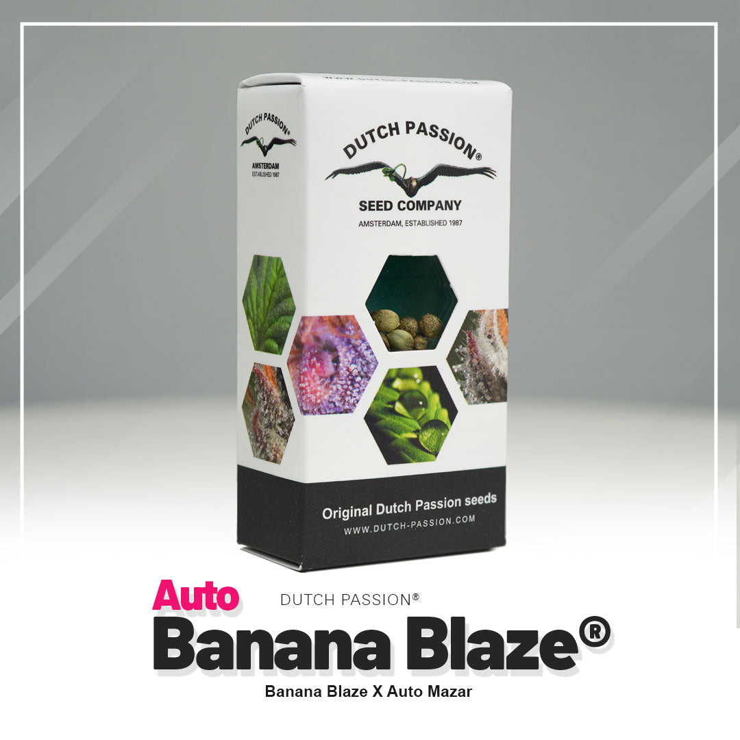 Product photo by Dutch Passion: Auto Banana Blaze seed packet with Amsterdam motif, showing green, purple and brown cannabis flowers and seeds in a hexagonal pattern
