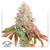 Dutch Passion cannabis plant shows a detailed close-up of orange-brown leaves and silvery-white inflorescences against a white background
