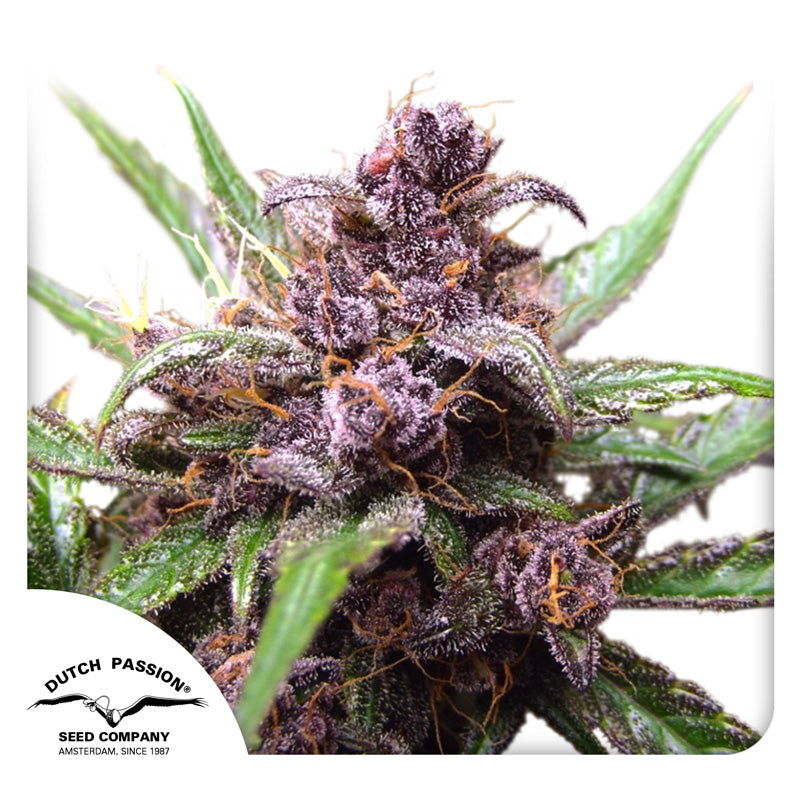 Dutch Passion seed bank photo of a purple cannabis plant with dark purple inflorescences and orange hairs on a white background