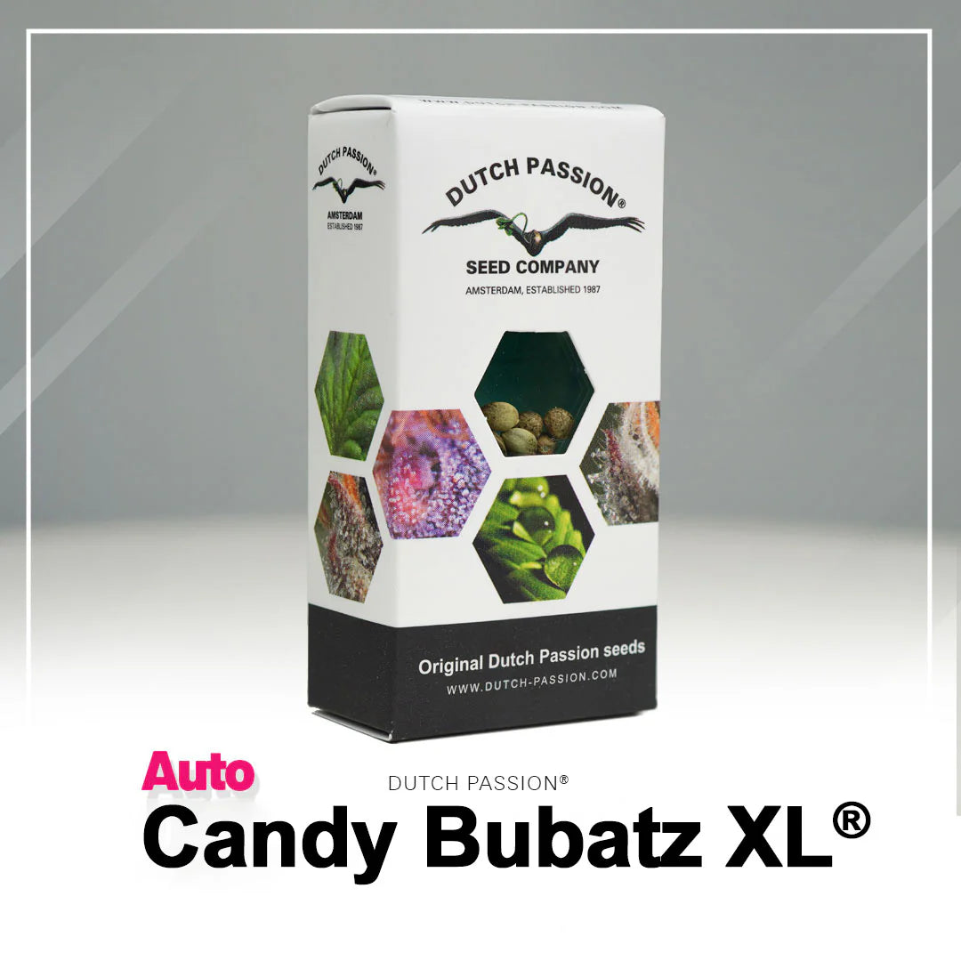 Hanfsamen DP Candy Bubatz XL Auto (anregend, süß, entspannend)