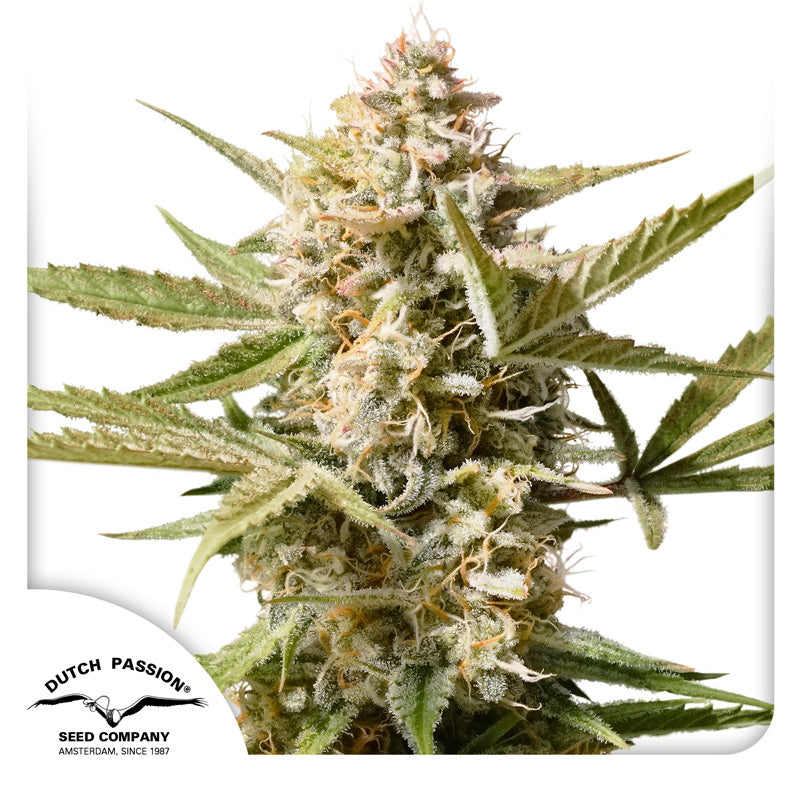 Dutch Passion seed bank photo of cannabis plant with lush, silvery-white flowers, orange hairs and light green leaves against a white background
