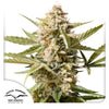 Dutch Passion seed bank photo of cannabis plant with lush, silvery-white flowers, orange hairs and light green leaves against a white background
