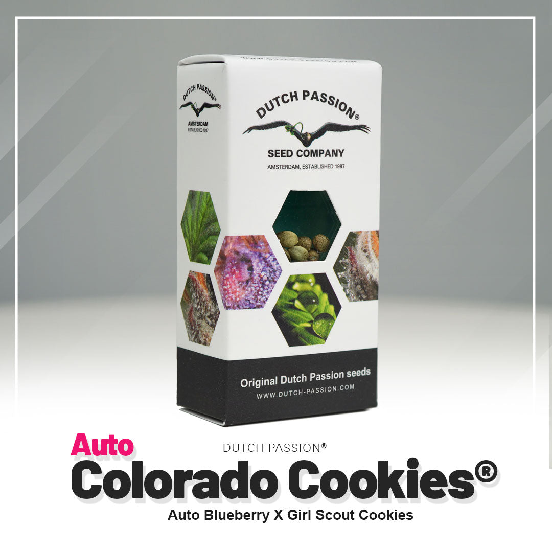 Hanfsamen DP Colorado Cookies Auto (entspannend, süß, körperlich)