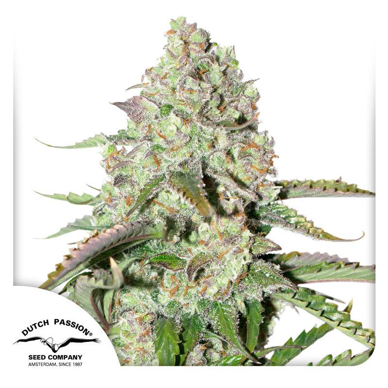 Hanfsamen DP Colorado Cookies Auto (entspannend, süß, körperlich)