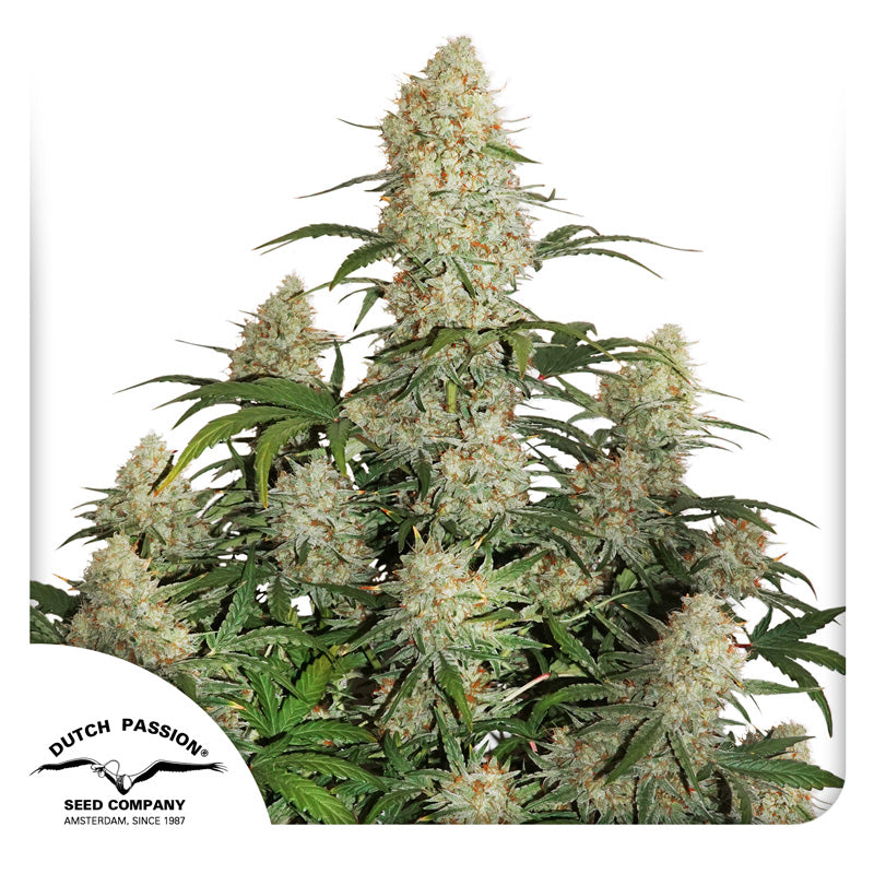 Dutch Passion seeds, cannabis plant with many inflorescences that are close together, silvery-white flowers and green leaves