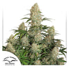Dutch Passion seeds, cannabis plant with many inflorescences that are close together, silvery-white flowers and green leaves