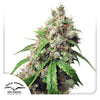 Dutch Passion seed company cannabis sativa plant showing vibrant green leaves purple buds and white trichomes
