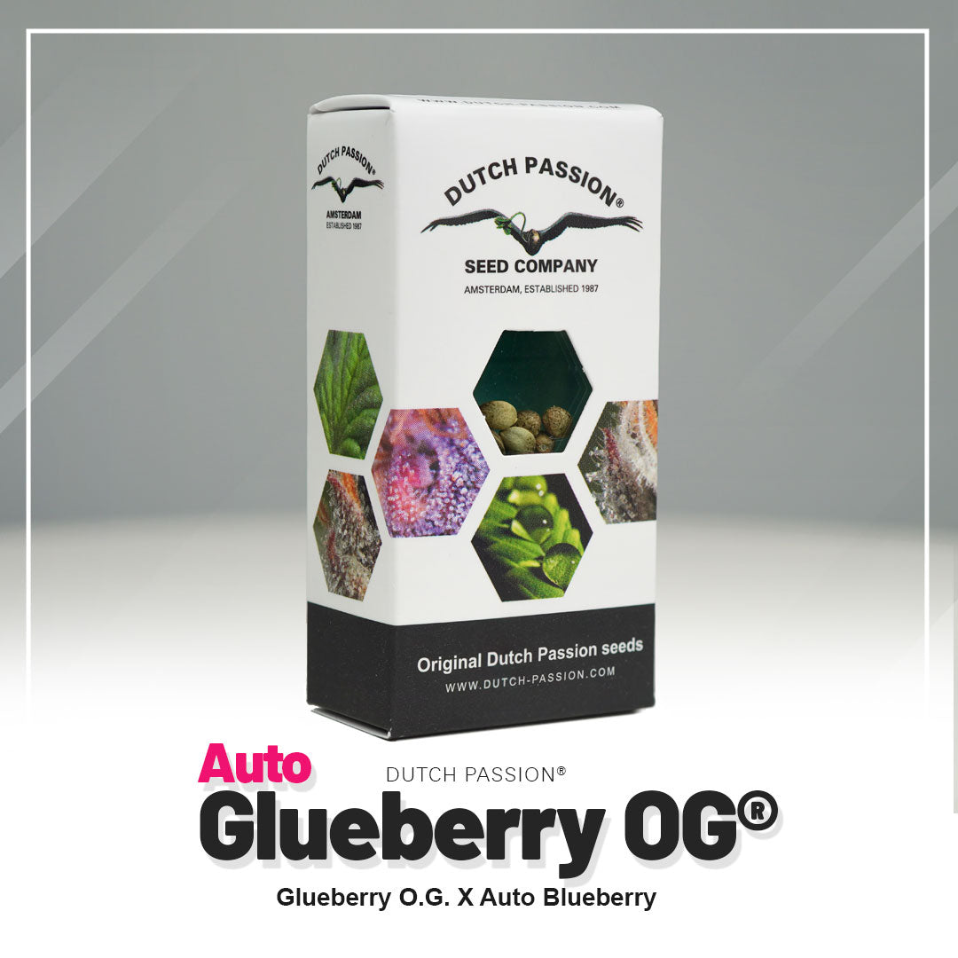 Hanfsamen DP Glueberry OG Auto (stark, harzig, entspannend)