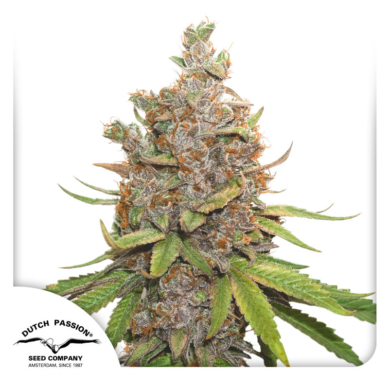Hanfsamen DP Glueberry OG Auto (stark, harzig, entspannend)