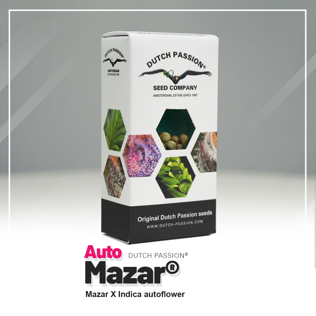 Hanfsamen DP Mazar Auto (entspannend, körperlich, beruhigend)