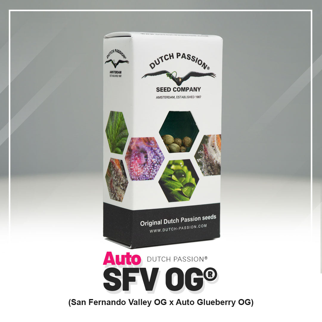 Product photo by Dutch Passion, showing a pack of Auto SFV OG seeds with images of cannabis flowers in purple, green and beige and Amsterdam as the location
